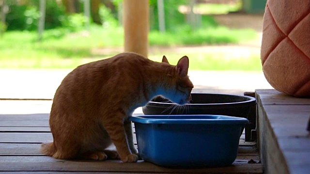 流浪猫喝壶里的水消暑