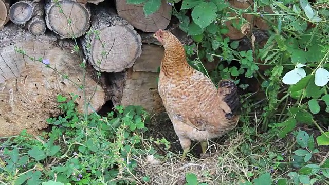 鸡肉和日志