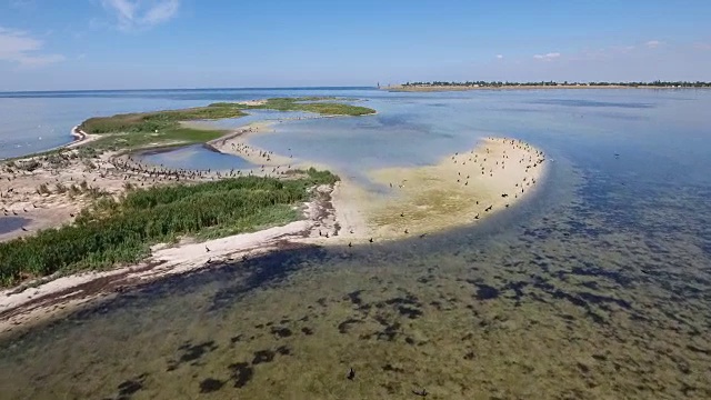 航拍黑海岛与成群的黑鸬鹚和海鸥