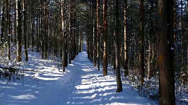 在大雪纷飞的冬天走在树林里，定格镜头拍摄