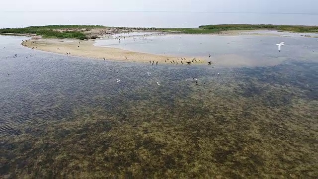 空中拍摄的焦哈尔哈希岛和成群的鸬鹚和白色海鸥