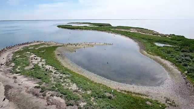 空中拍摄的Dzharylhach岛和一只孤独的飞行和潜水鸬鹚