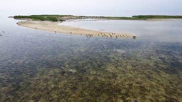 空中拍摄的黑鸬鹚飞过Dzharylhach岛的沙口
