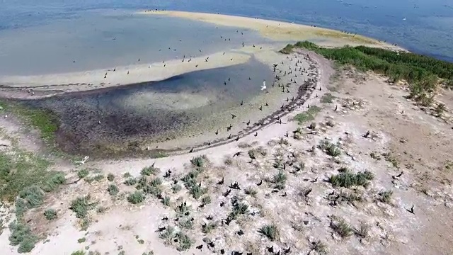 鸟瞰图:乌克兰眼睛形状的海岸上成群的黑鸬鹚