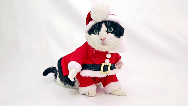 猫圣诞节圣诞老人