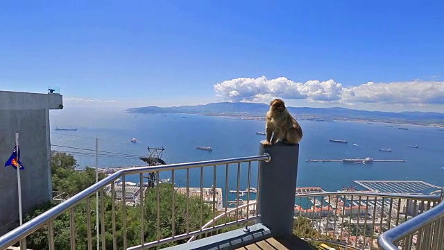 直布罗陀猴子全景