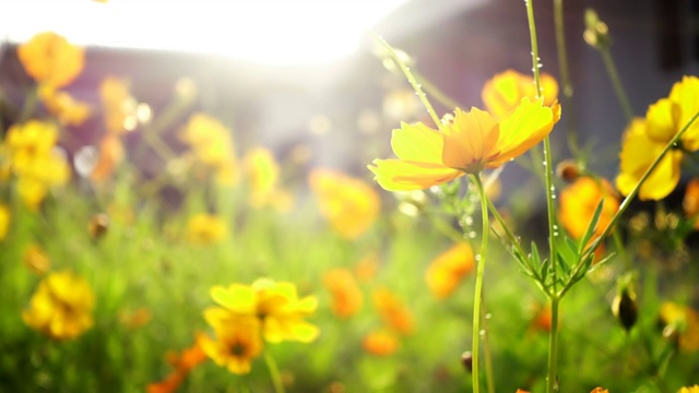 特写的黄色宇宙花与阳光在花园里