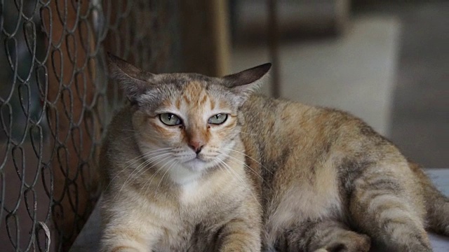 棕色的猫盯着，看着什么慢动作