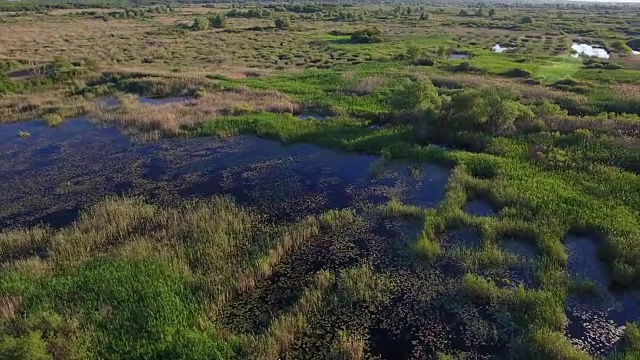 航拍乌克兰夏季的一些小正方形湖泊和芦苇床