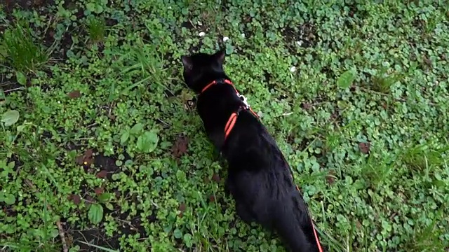 黑猫第一次在街上散步。慢动作