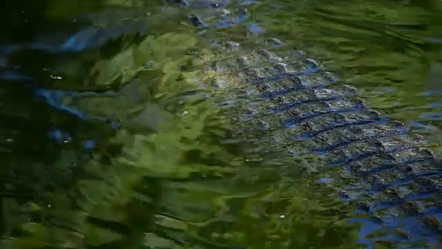 在河里游泳的鳄鱼或短吻鳄