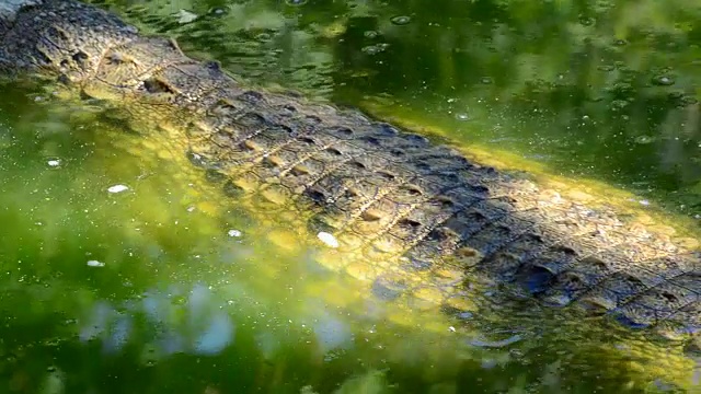 鳄鱼在河里游泳