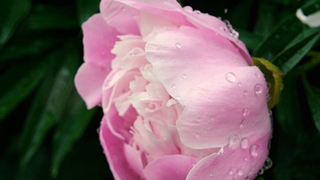 雨下白玫瑰特写慢镜头