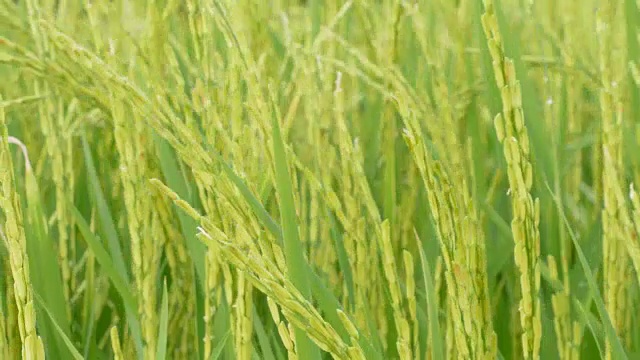 美丽的绿色田野，稻秆在风中摇曳