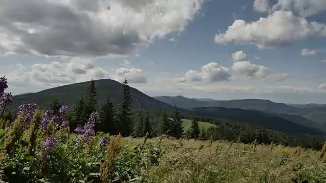 风吹动了山上的花草
