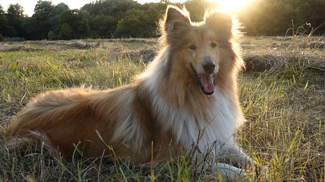 阳光下，柯利牧羊犬躺在绿色的田野上