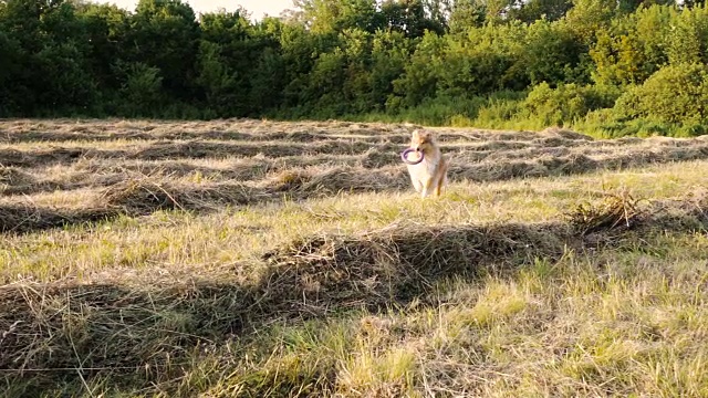 柯利牧羊犬带着玩具在绿地上奔跑