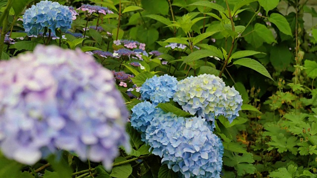 紫色和蓝色的绣球花特写。改变焦距。