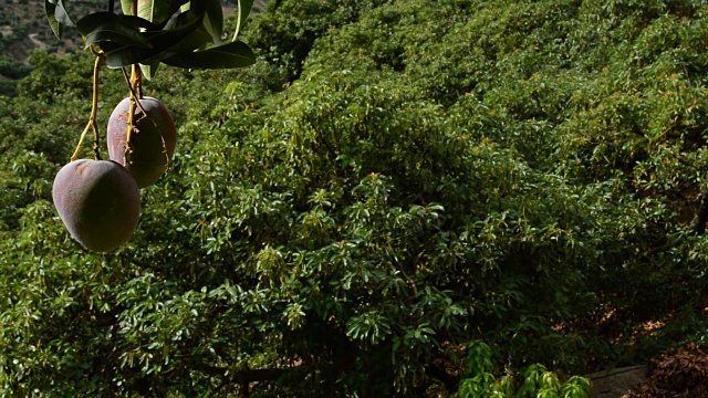 芒果热带水果挂在树枝与热带果树种植园在背景