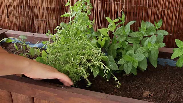 种植百里香部分