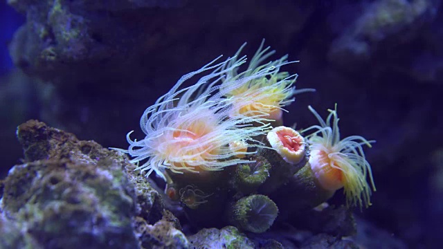 热带珊瑚礁，水下拍摄。海葵和软珊瑚，鲜艳的颜色。