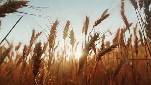 詳情圖-成熟小麥的小穗在風(fēng)中刺破。夕陽(yáng)照耀著小麥。4K慢動(dòng)作視頻