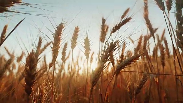 詳情圖-成熟小麥的小穗在風(fēng)中刺破。夕陽(yáng)照耀著小麥。4K慢動(dòng)作視頻