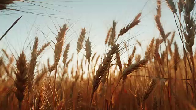 詳情圖-成熟小麥的小穗在風(fēng)中刺破。夕陽(yáng)照耀著小麥。4K慢動(dòng)作視頻