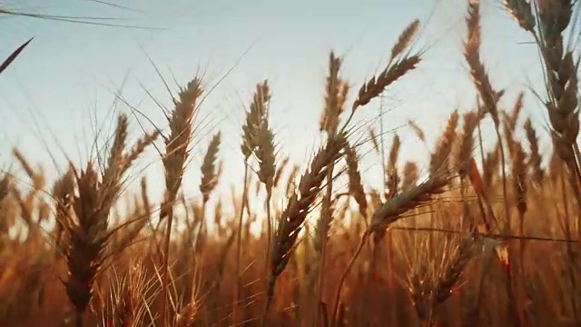 詳情圖-成熟小麥的小穗在風(fēng)中刺破。夕陽(yáng)照耀著小麥。4K慢動(dòng)作視頻