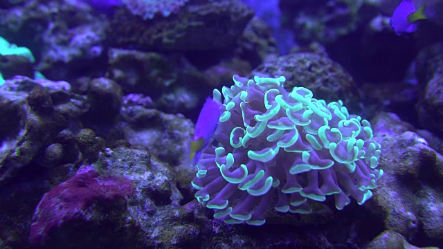 热带珊瑚礁，水下生物。海葵和软珊瑚，鲜艳的颜色。