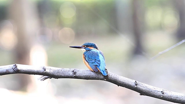 普通翠鸟(Alcedo atthis)的颜色很漂亮