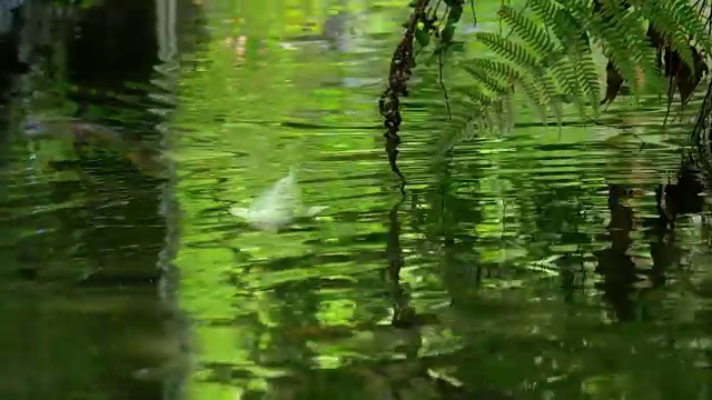 在流水中游动的日本彩鲤。鲜绿的反射。