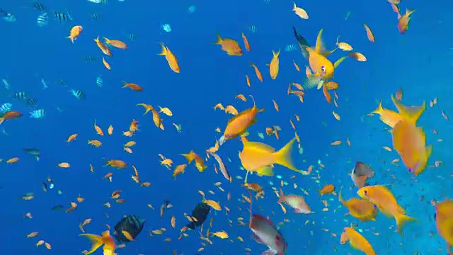 五顏六色的珊瑚和魚。熱帶魚。海洋中的水下生物。