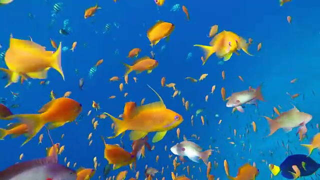 詳情圖-五顏六色的珊瑚和魚。熱帶魚。海洋中的水下生物。