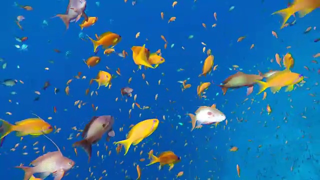 詳情圖-五顏六色的珊瑚和魚。熱帶魚。海洋中的水下生物。