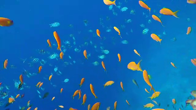 詳情圖-五顏六色的珊瑚和魚。熱帶魚。海洋中的水下生物。