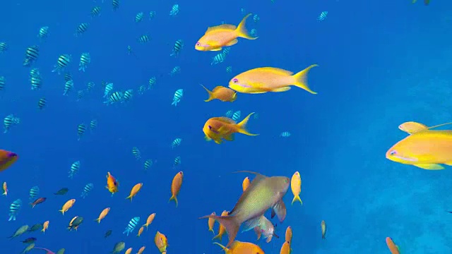 詳情圖-五顏六色的珊瑚和魚。熱帶魚。海洋中的水下生物。