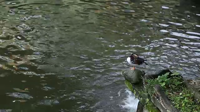 一只野鸭站在水面上的一块石头上