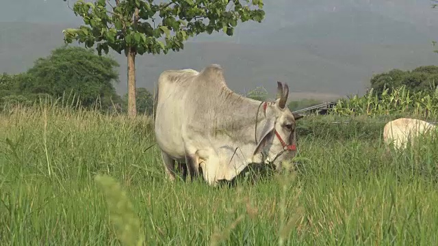 詳情圖-白奶牛在草地上吃草。