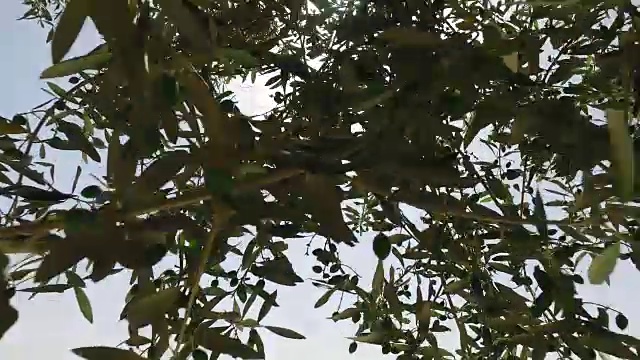 从橄榄树延伸的树枝