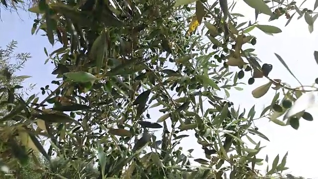透过橄榄树顶部的光线