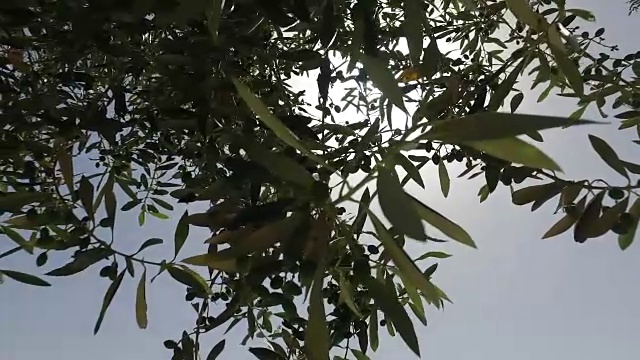 淘洗橄榄树的树枝