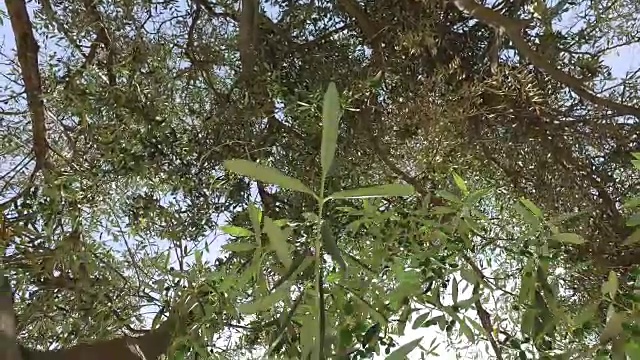 橄榄树的粗枝