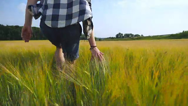 男人的手在田里移动着小麦。绿草如茵的草地，夏日里人们用手抚摸着种子。一个家伙穿过麦田。近距离