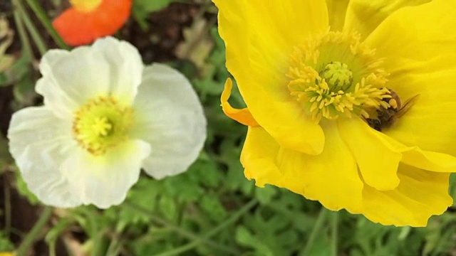 详情图-蜜蜂为银莲花冠花授粉