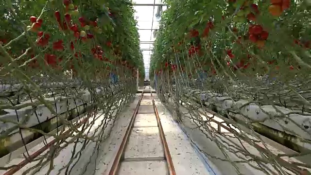 在温室里成熟的番茄