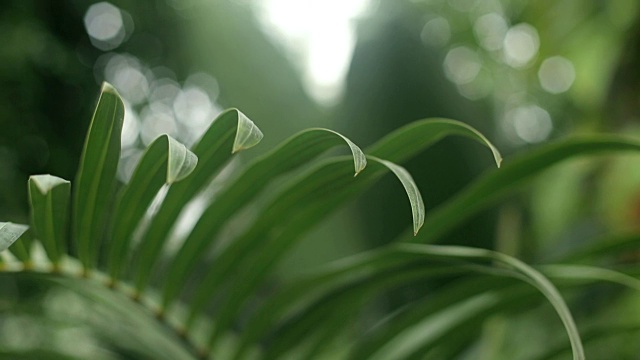 花园里棕榈树叶子的特写。