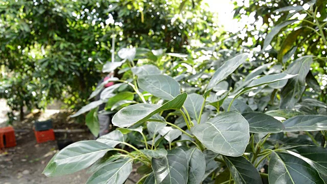 詳情圖-收獲牛油果的葉子