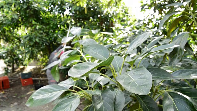 詳情圖-收獲牛油果的葉子