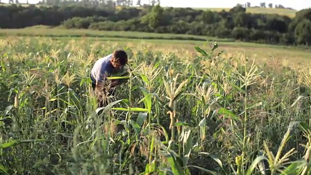 年轻的农民在有机生态农场的玉米地里收集甜玉米棒。